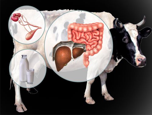 Что делать, если у коровы или теленка не работает желудок