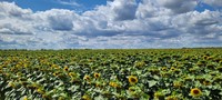 Монарх Экспресс. Гибрид подсолнечника